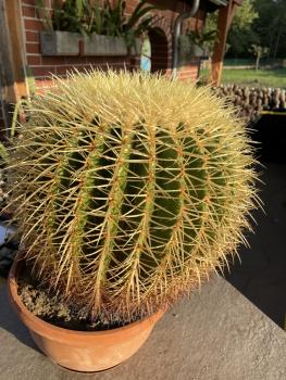 Ferocactus grusonii